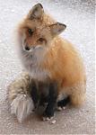  Foxy